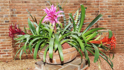 Ni Lengua de Suegra ni Jazmín: la planta exótica que transforma tu casa con su color