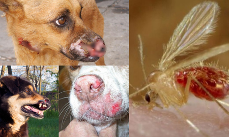 El gobierno provincial lanza medidas de control para combatir la leishmaniasis visceral en perros. El gobierno provincial lanza medidas de control para combatir la leishmaniasis visceral en perros.