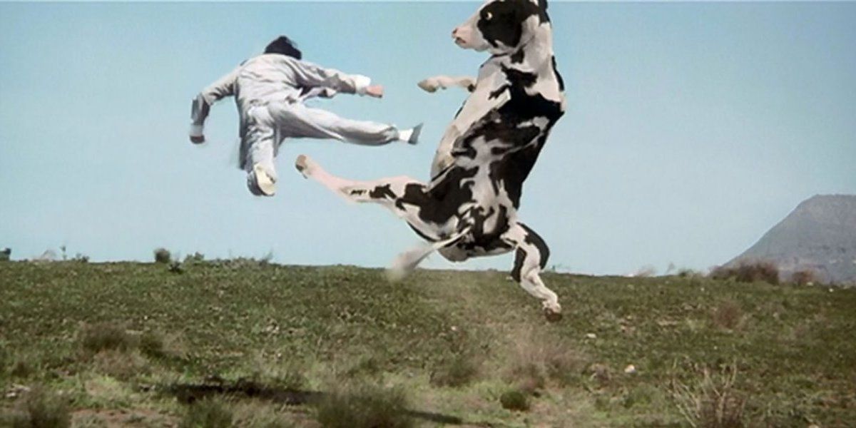 Como la mejor escena de Kung Pow!: vaca “karateca” ataca a motociclista y se transforma en la sensación de las redes sociales