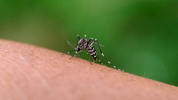 Los mosquitos Aedes aegypti viven adentro y afuera de las casas.