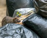 Además de leptospirosis, el informe provincial confirma circulación de hantavirus. Además de leptospirosis, el informe provincial confirma circulación de hantavirus.