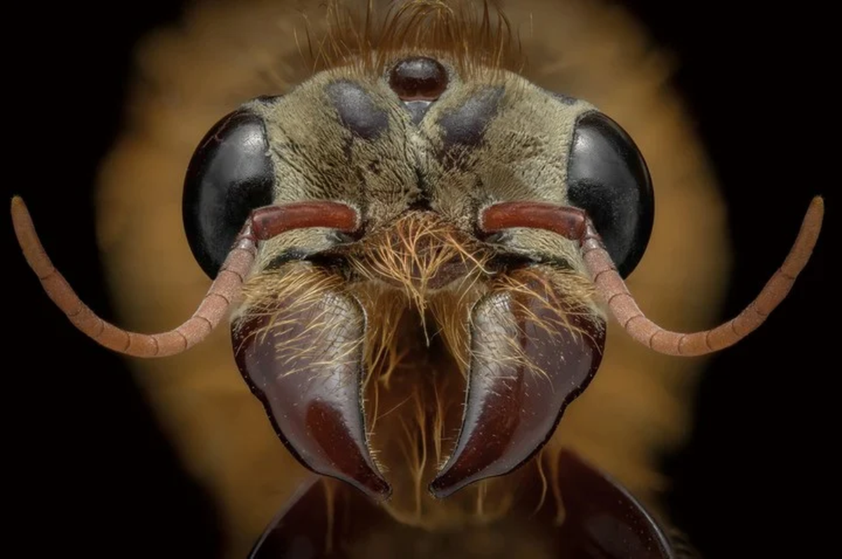 Una de las fotografías de Niga.