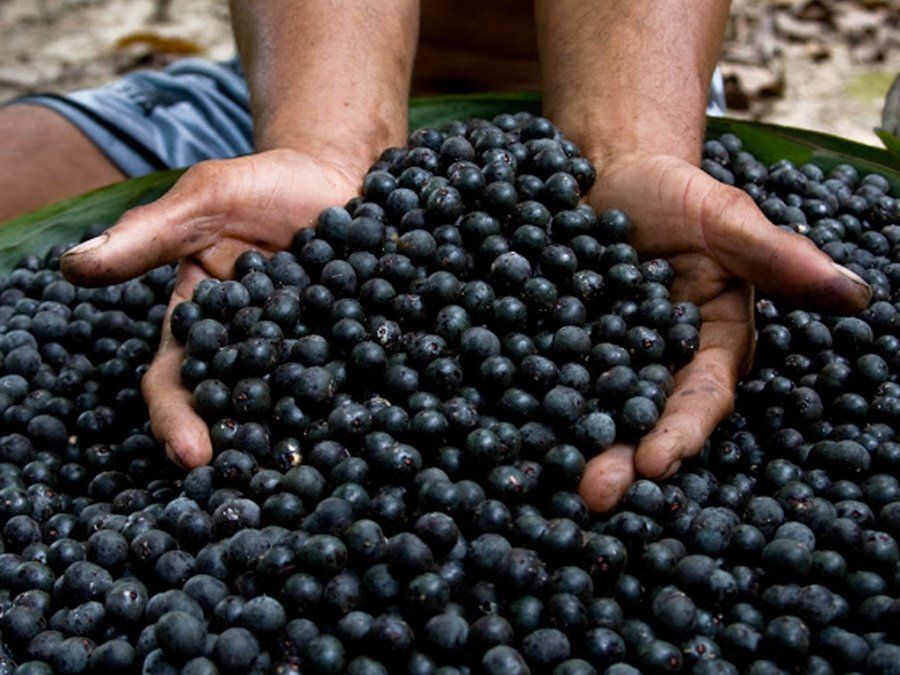 El Açai es una fruta de color morado oscuro que proviene de una palmera el Amazonas