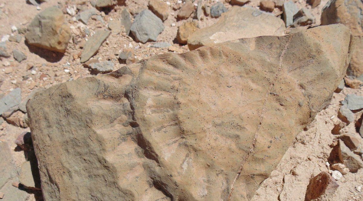 Se cree que el animal existió hace unos 160.000.000 de años.