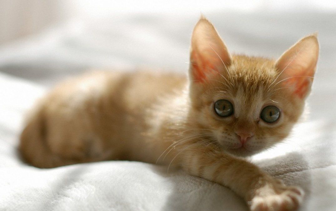 El insólito debate que se generó por un video viral: ¿los gatos naranjas saben abrir puertas?
