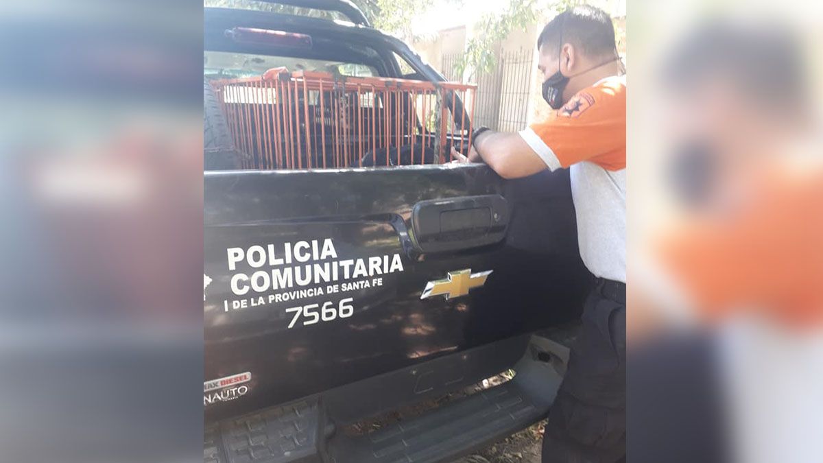 Personal de la Policía Ecológica en un procedimiento por maltrato animal hacia perros, en febrero último.