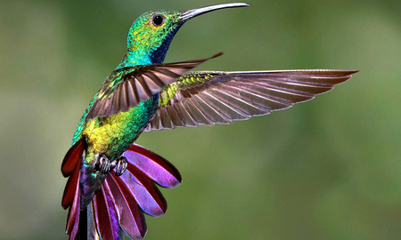 El colibrí símbolo y significado: recuerda al ser querido que ya no está El colibrí símbolo y significado: recuerda al ser querido que ya no está