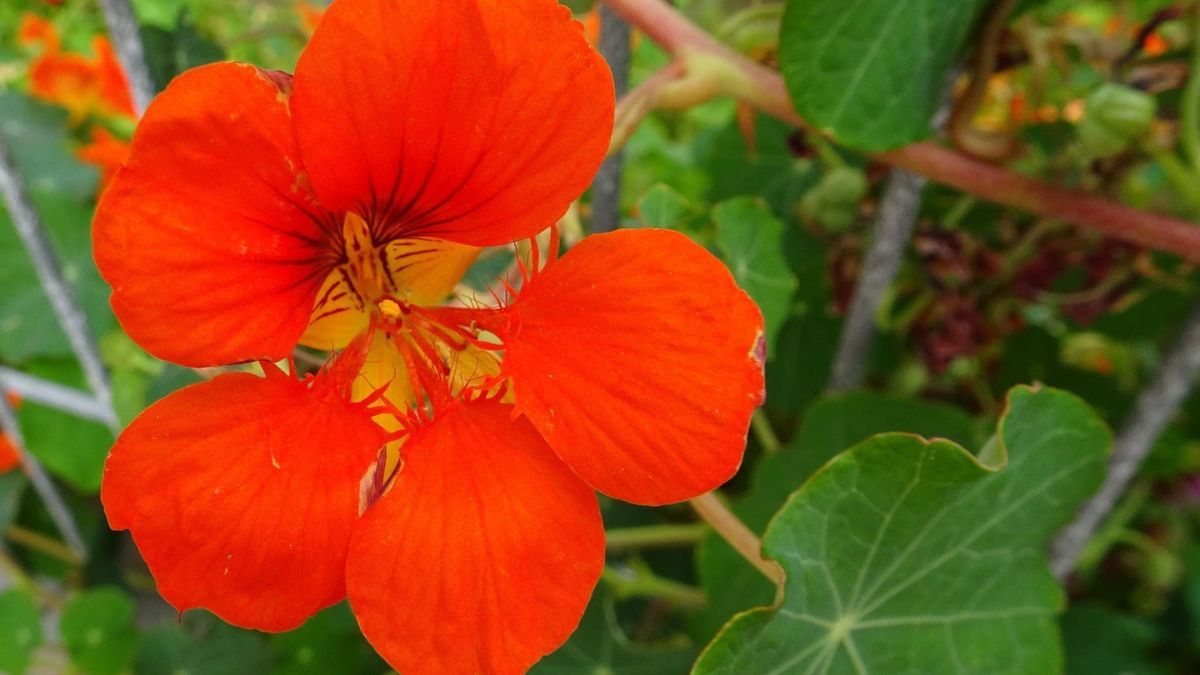 Capuchinas, flores comestibles que crecen sin pausa bajo el sol intenso.