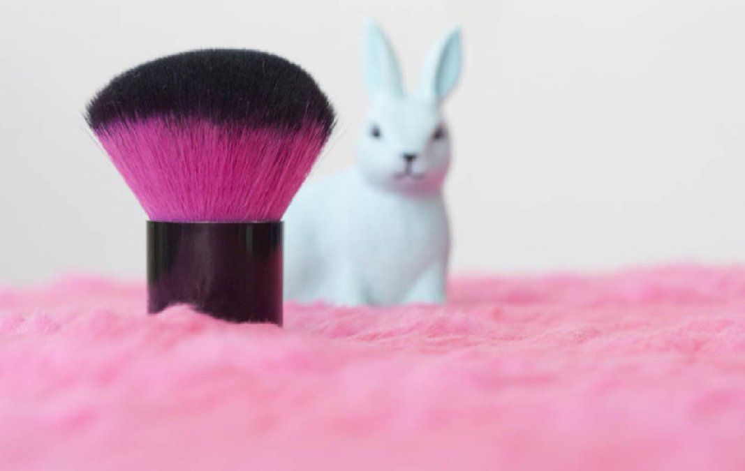 Senado mexicano prohíbe el uso de animales para testeo de cosméticos