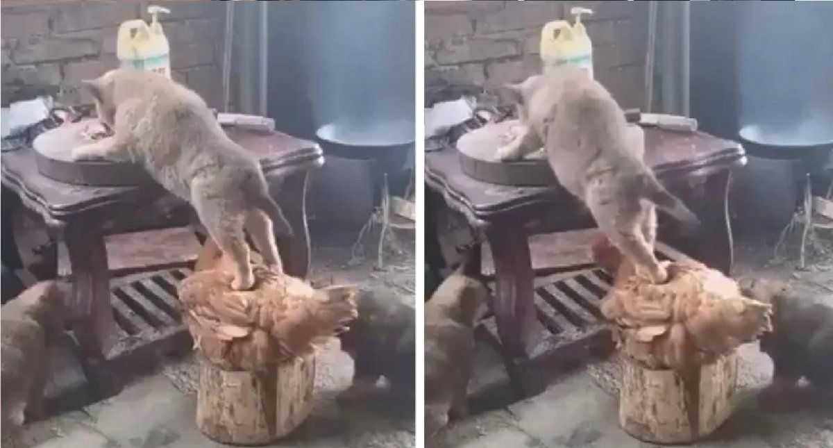 Video: un perro y un gallo confabulan para cometer un robo; un gato