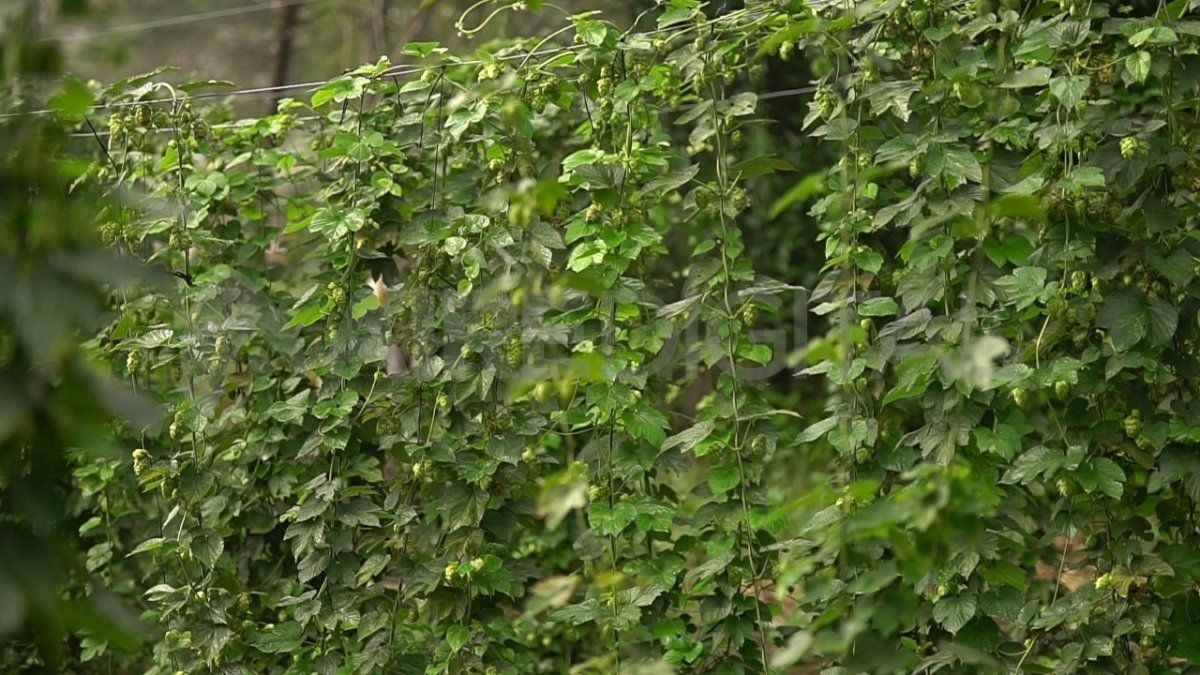 La Cervecería Santa Fe acompaña el proyecto y está interesada en la posibilidad de producir esta materia prima en la provincia.