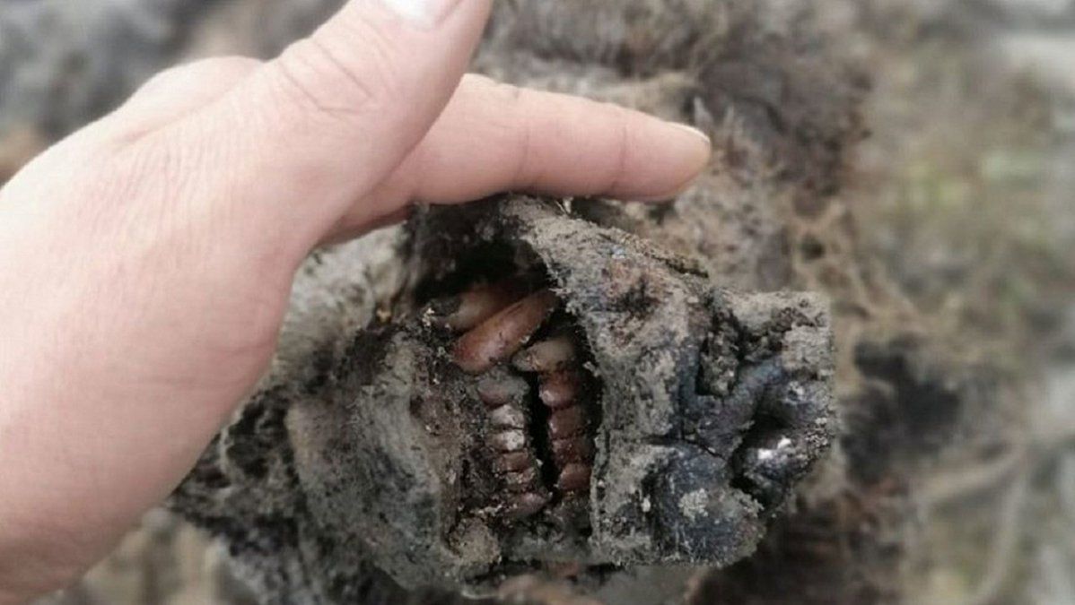 Fotos: descubren en Siberia el primer cuerpo de un oso extinto hace 15.000 años, conservado