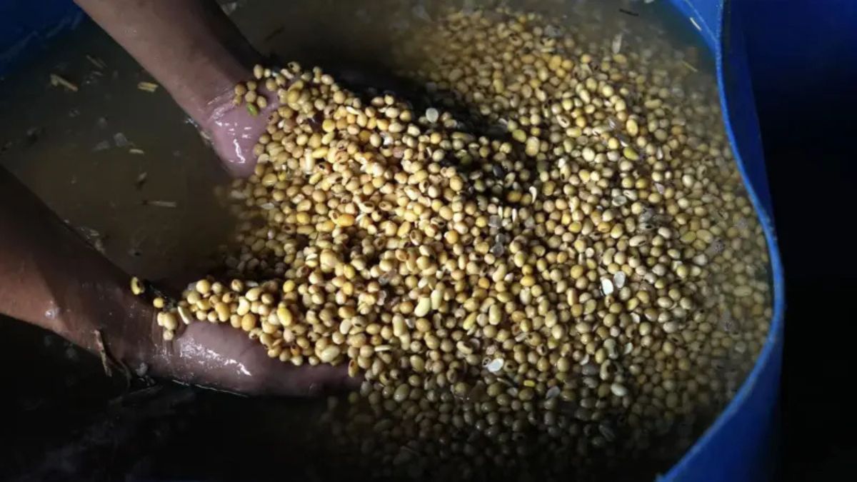 Gramo por gramo, la soja contiene más proteína que los huevos. Gramo por gramo, la soja contiene más proteína que los huevos. 