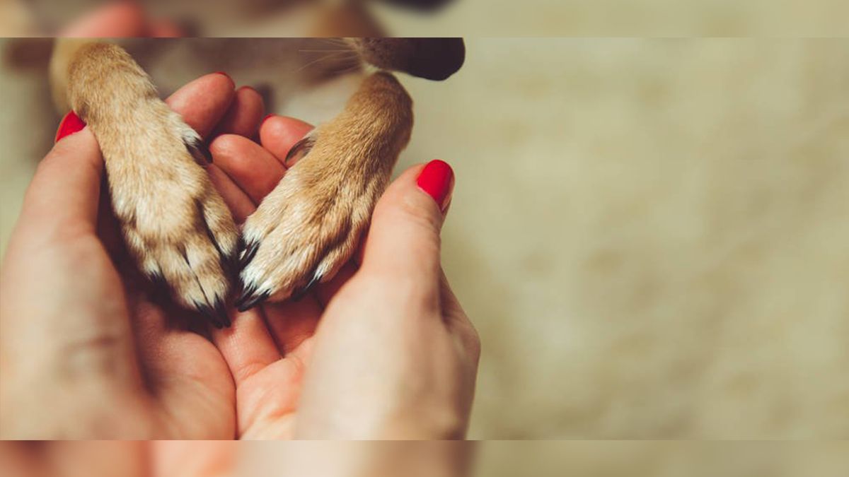 Se busca que con mayores sanciones penales se envíe un mensaje a la ciudadanía de que la violencia a estos seres vivos tiene grandes consecuencias ante la justicia