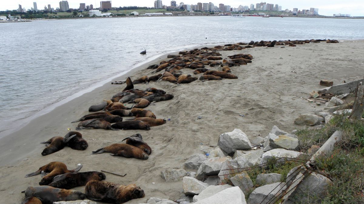 En 2023, murieron más de 600 lobos marinos en Mar del Plata y Quequén por gripe aviar