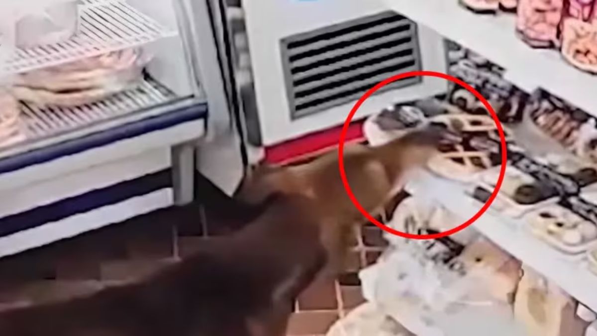 Insólito: un perro se robó una pastafrola de un almacén santafesino y se volvió viral