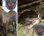 El operativo ocurrió en San Genaro, sur de la provincia de Santa Fe. Bomberos y policías trabajaron varias horas para salvar al caballo atrapado en un pozo. El operativo ocurrió en San Genaro, sur de la provincia de Santa Fe. Bomberos y policías trabajaron varias horas para salvar al caballo atrapado en un pozo.