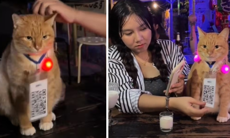 el gato viral en tiktok: los insolitos videos de un gato que trabaja como mozo en tailandia el gato viral en tiktok: los insolitos videos de un gato que trabaja como mozo en tailandia