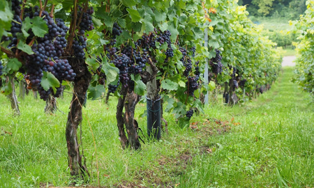 Cómo es el Camino del Vino en Río Negro Cómo es el Camino del Vino en Río Negro