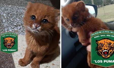 El cachorro de puma yaguarundí rescatado en San Justo por la Guardia Rural “Los Pumas”. El cachorro de puma yaguarundí rescatado en San Justo por la Guardia Rural “Los Pumas”.