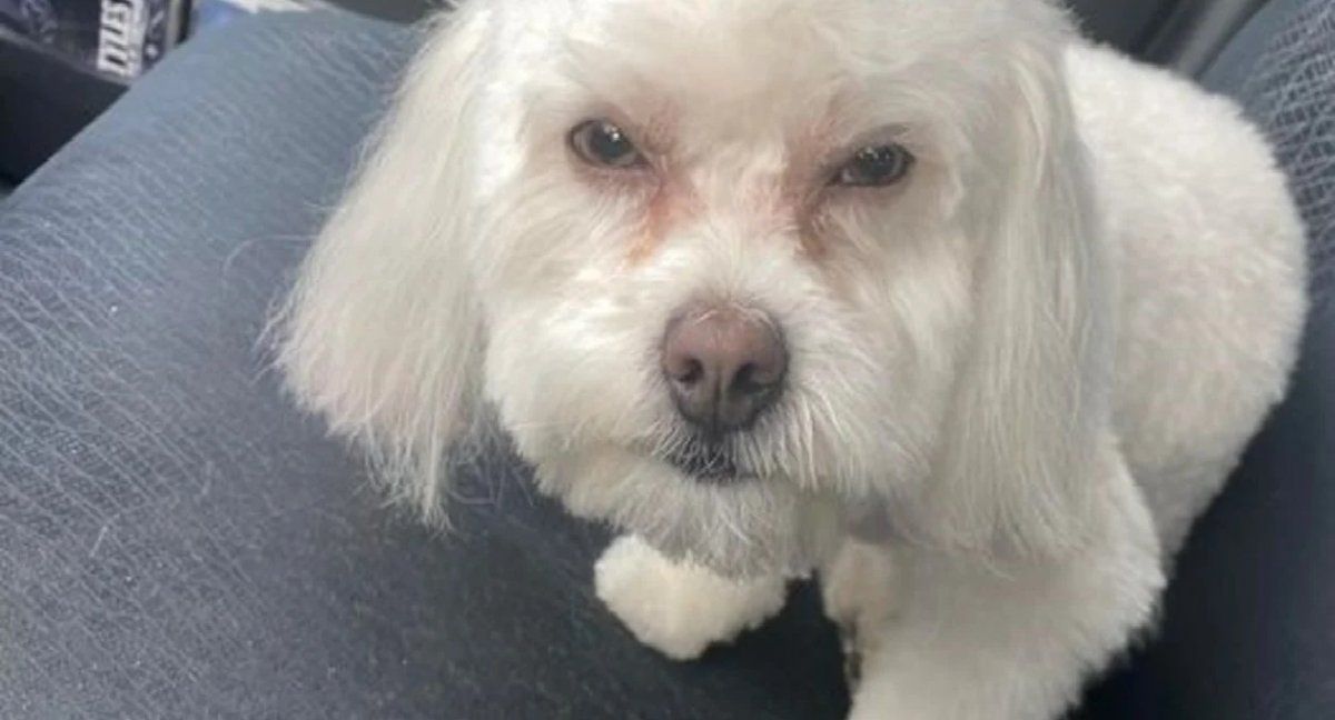 Llevó a su perro a la peluquería