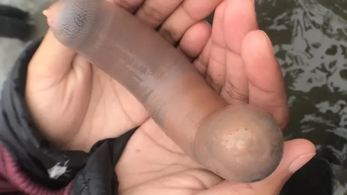 El gusano marino Urechis unicinctus puede alcanzar varios centímetros de longitud y su aparición masiva suele indicar movimientos bruscos en las corrientes del fondo marino. El gusano marino Urechis unicinctus puede alcanzar varios centímetros de longitud y su aparición masiva suele indicar movimientos bruscos en las corrientes del fondo marino.