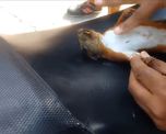 salvo a una ardilla haciendole un masaje cardiopulmonar con el dedo salvo a una ardilla haciendole un masaje cardiopulmonar con el dedo