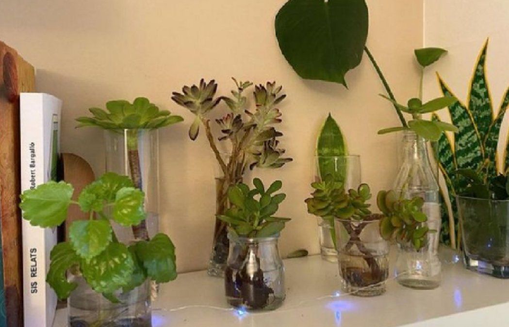 Decoran dando un aspecto relajado y tranquilo