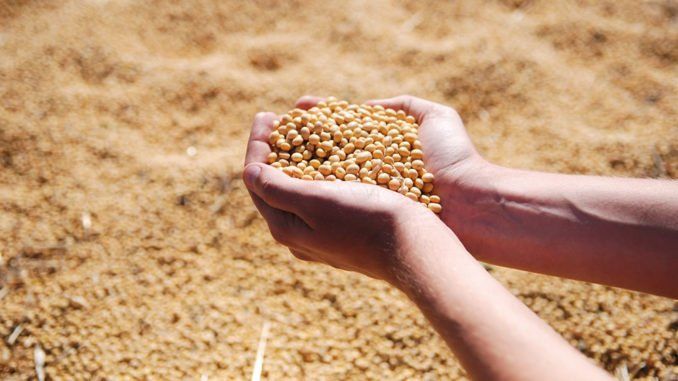 China podría importar harina de soja argentina por primera vez en la historia