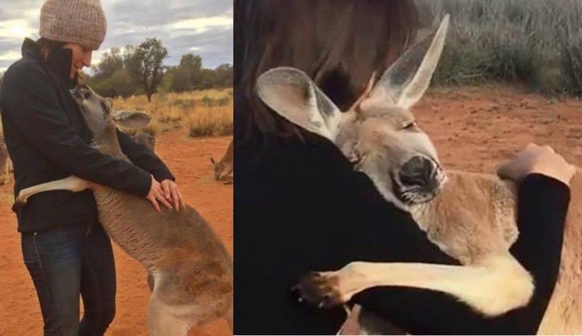 ¡Qué ternura! un cangurito bebé no dejaba de abrazar a voluntarios que lo rescataron de los incendios en Australia