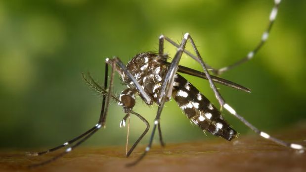 Aire de Santa Fe | dengue.jpg