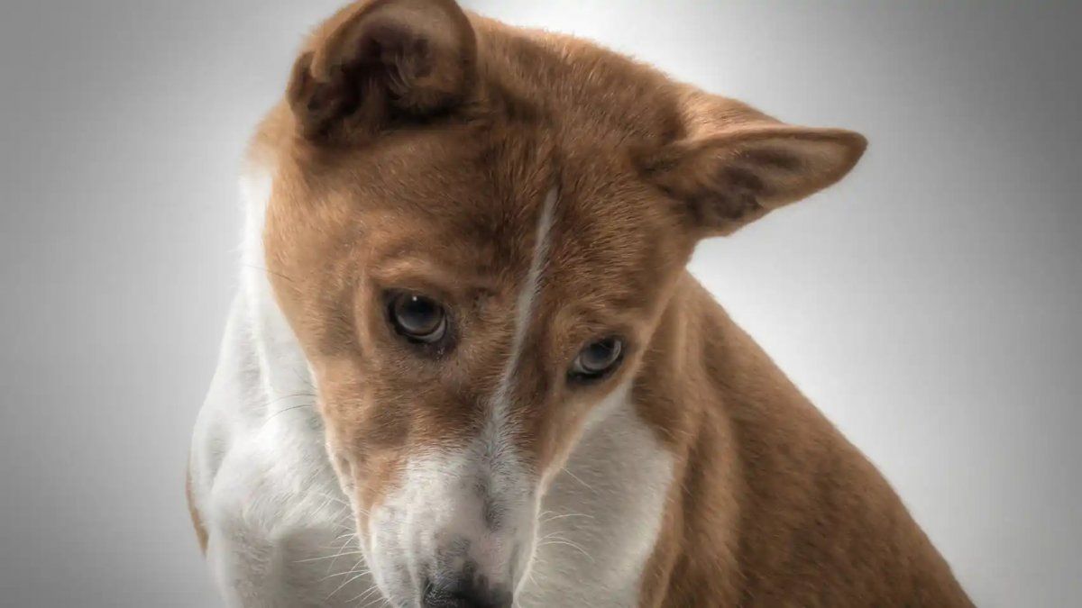 Fueron a pagar una recompensa por su perro perdido: volvieron sin nada