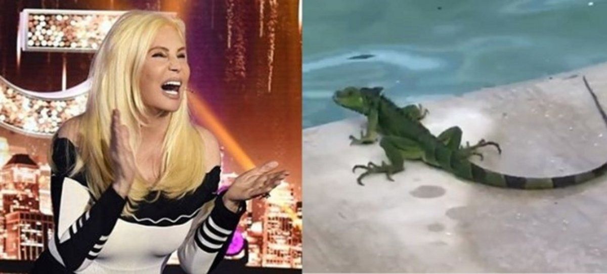 Video: el simpático encuentro entre Susana Giménez y una lagartija
