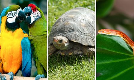 El mascotismo es una práctica que impacta negativamente en el ecosistema y los animales. El mascotismo es una práctica que impacta negativamente en el ecosistema y los animales.