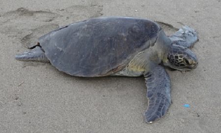 video: asi liberan en mexico a tortugas intoxicadas por una marea roja video: asi liberan en mexico a tortugas intoxicadas por una marea roja