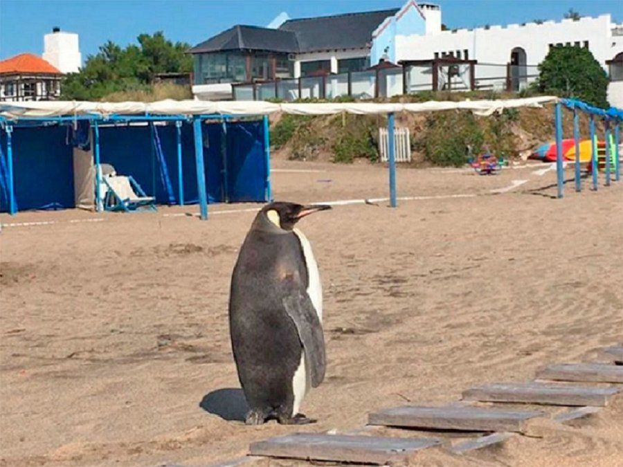 Ping&uuml;inos en Miramar