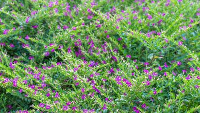 Flores que no se marchitan ni con sol directo: cuáles conviene plantar en verano