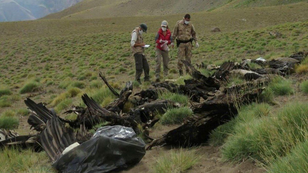 34 cóndores andinos envenenados en Los Molles, provincia de Mendoza, en enero de 2018.