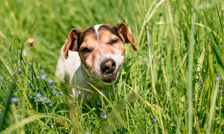 ¿Tus perros comen pasto? Estas pueden ser las razones ¿Tus perros comen pasto? Estas pueden ser las razones