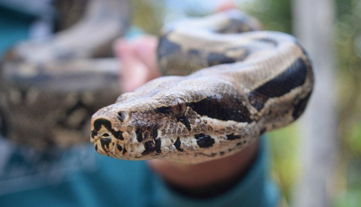 Ayudó a su serpiente a cambiar de piel con sus propias manos