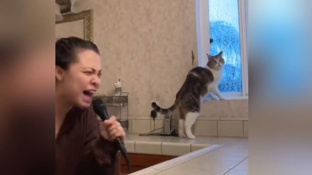Se volvió viral: así fue el gran susto de un gato cuando escuchó cantar por primera vez a su dueña