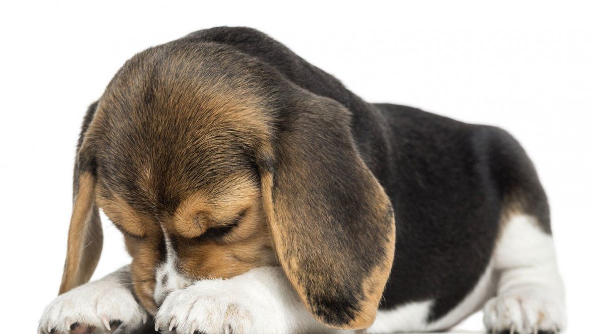 Un importante estudio comprobó que gritarle a los perros daña su salud mental