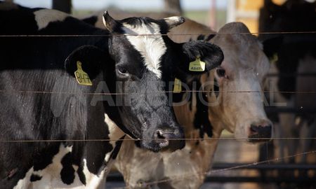 Las vacas eran robadas en provincia de Santa Fe y trasladadas a Santiago del Estero. Las vacas eran robadas en provincia de Santa Fe y trasladadas a Santiago del Estero.