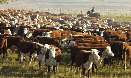 El stock ganadero, computando vacas y toros, sería de 51 millones de animales. El stock ganadero, computando vacas y toros, sería de 51 millones de animales.