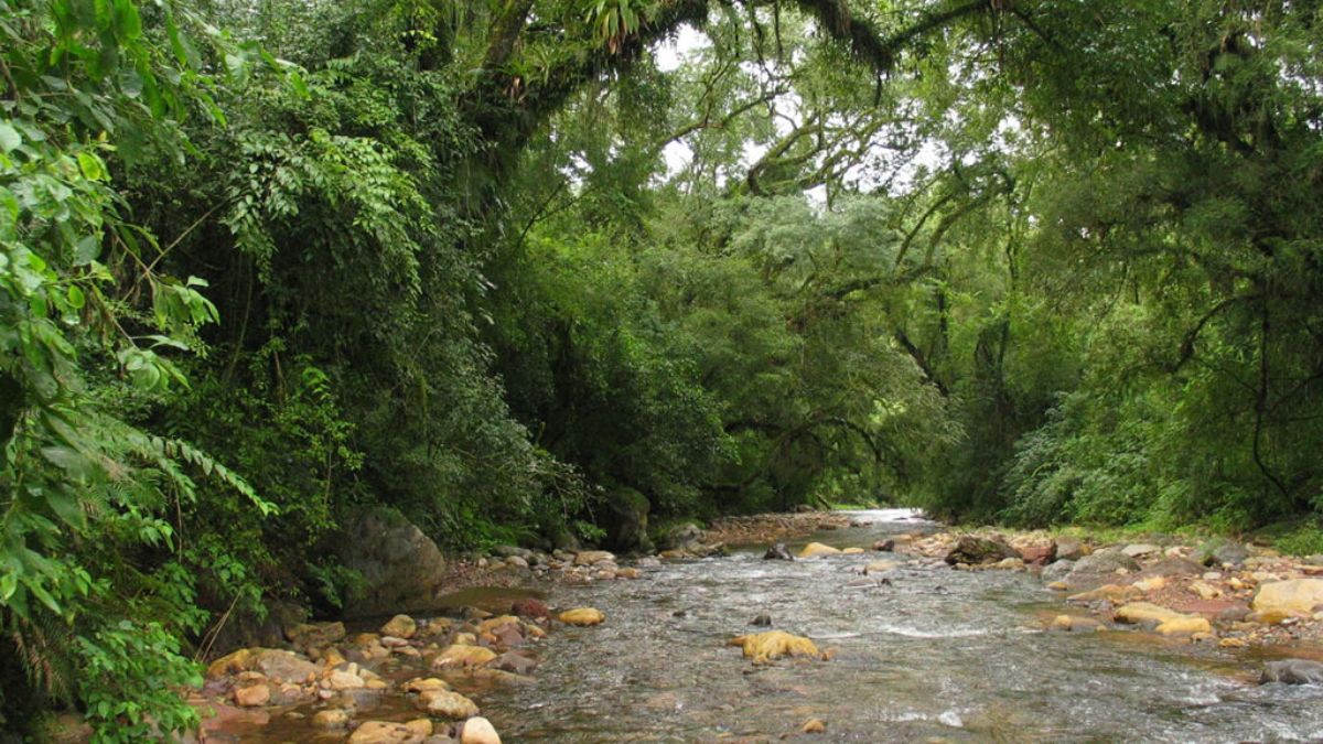 Escapada al Parque Nacional Baritú de la provincia de Salta, un destino perfecto para visitar en verano. Escapada al Parque Nacional Baritú de la provincia de Salta, un destino perfecto para visitar en verano.
