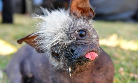 Eligieron al perro más feo del mundo: la historia de Señor Rostro Feliz Eligieron al perro más feo del mundo: la historia de Señor Rostro Feliz