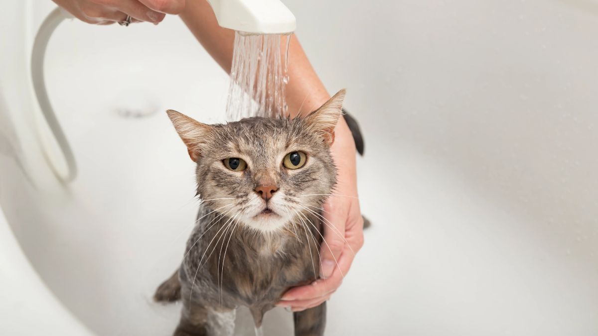 Lo que sienten los gatos al bañarlos.