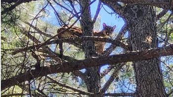 Atraparon al puma que estaba oculto entre las ramas de un árbol en Arroyo Leyes