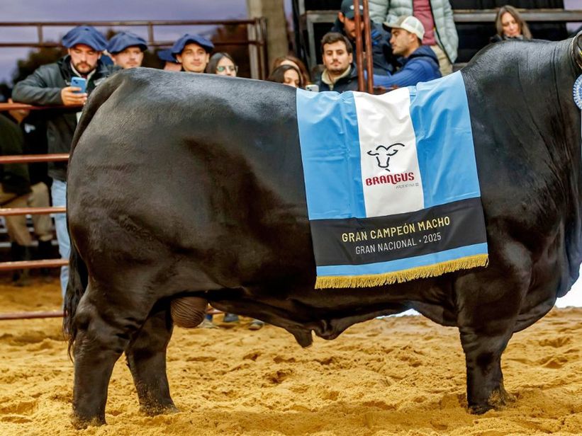 Las Nacionales 2026 llegan con más cabañas y más de 1.000 animales en Corrientes Las Nacionales 2026 llegan con más cabañas y más de 1.000 animales en Corrientes