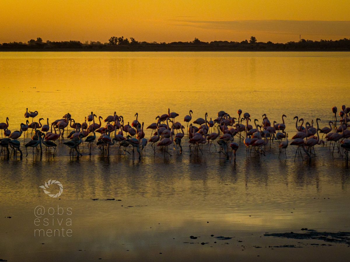 Los flamencos en la laguna Setúbal. Los flamencos en la laguna Setúbal.